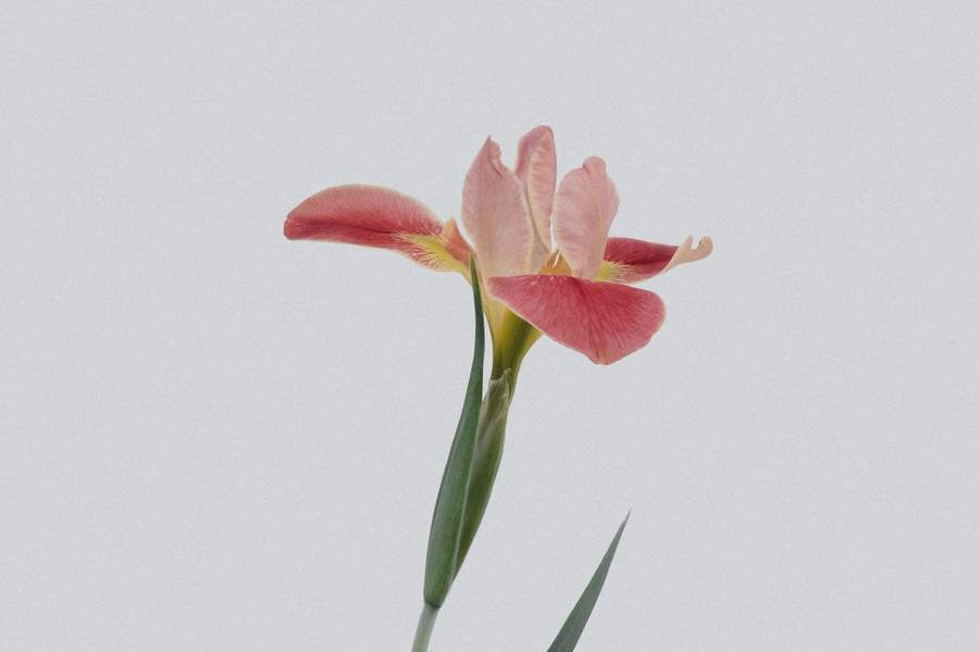 Disimpolk — vlajková rostlina